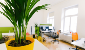 Minder ziekteverzuim door meer planten op kantoor